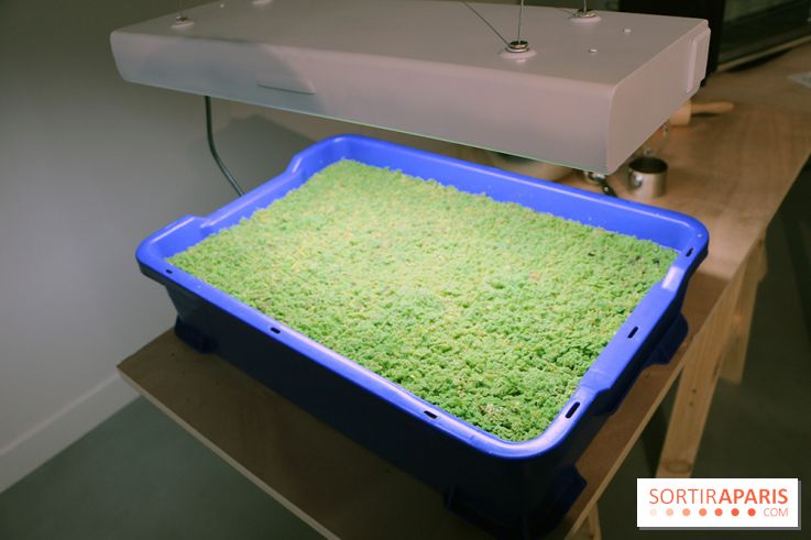 Agoramania, l'exposition gratuite du Maif Social Club