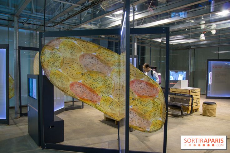 Patate, l'expo à la Cité des Sciences