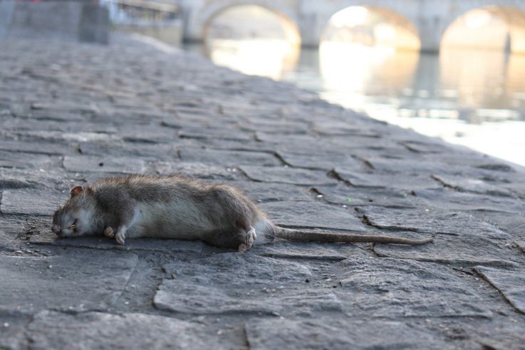 Paris : pour lutter contre les rats, des bénévoles utilisent de la glace carbonique