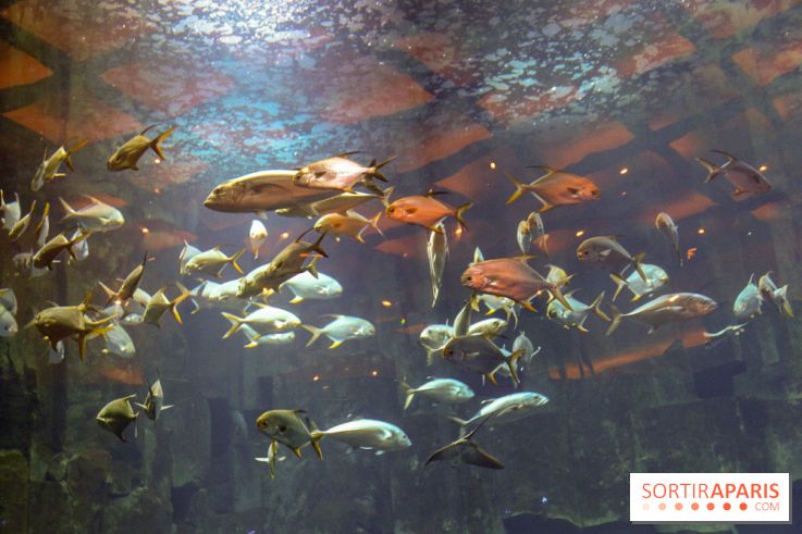 Les 60 ans de LEGO® à l'Aquarium de Paris