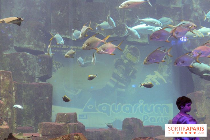 Les 60 ans de LEGO® à l'Aquarium de Paris