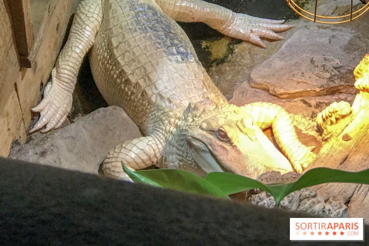 L'Aquarium de la Porte Dorée se renouvelle