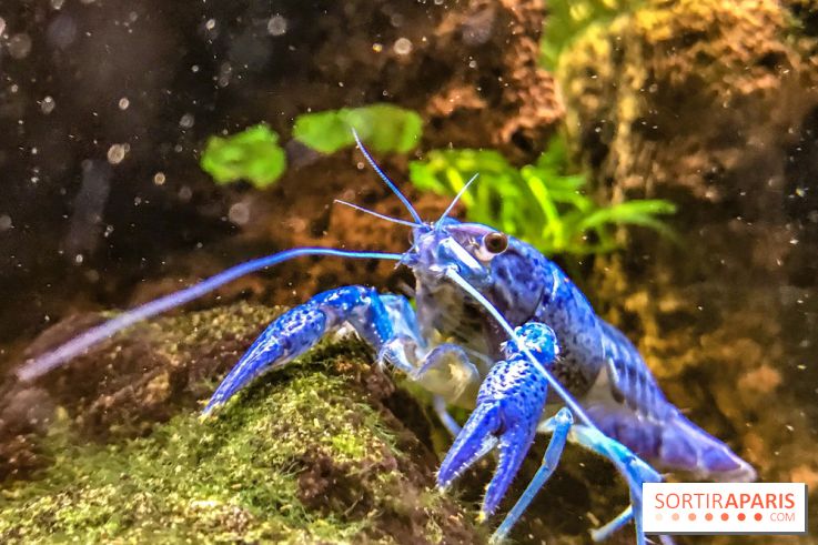 L'Aquarium de la Porte Dorée se renouvelle