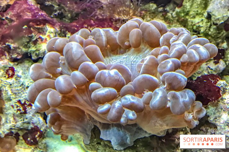 L'Aquarium de la Porte Dorée se renouvelle