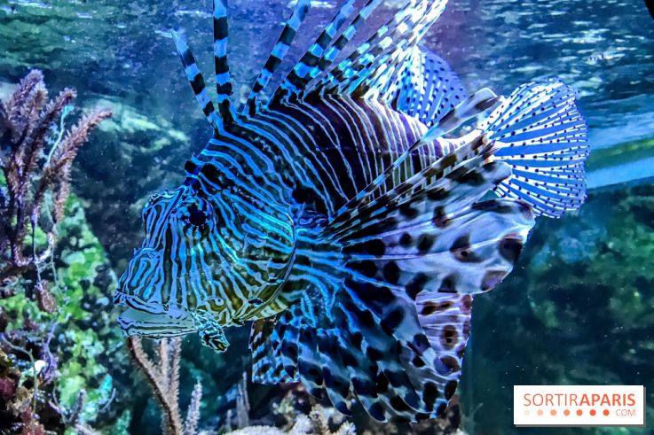 L'Aquarium de la Porte Dorée se renouvelle