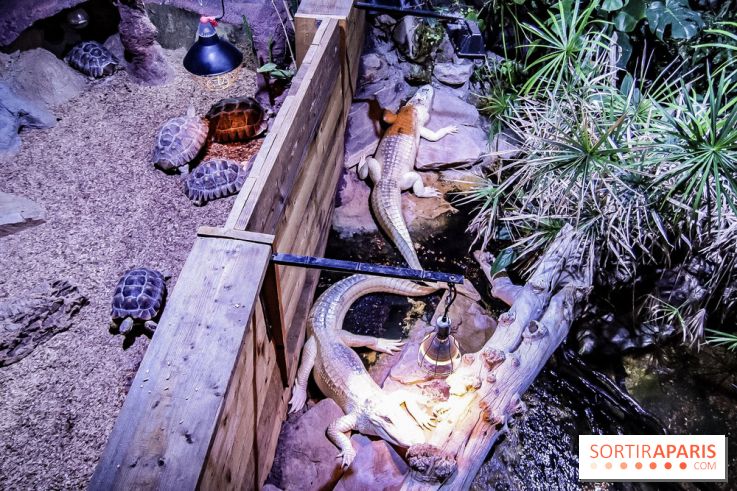 L'Aquarium de la Porte Dorée se renouvelle