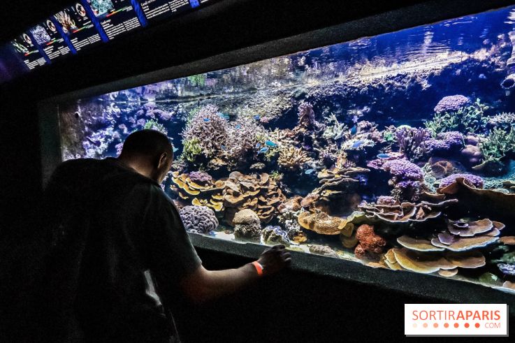 L'Aquarium de la Porte Dorée se renouvelle