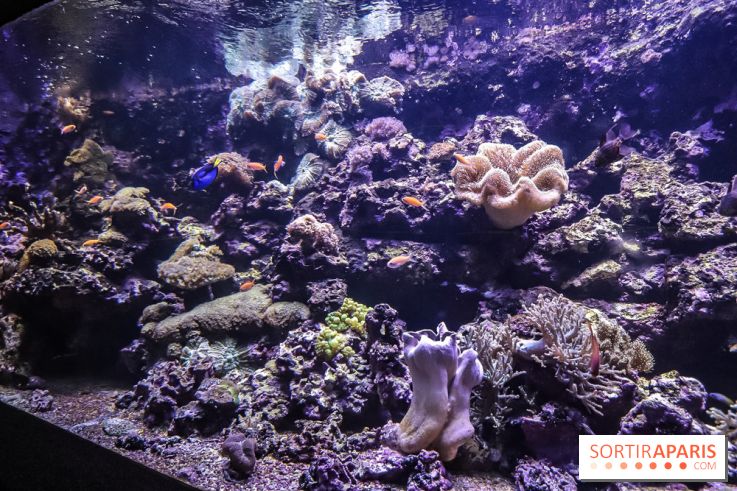 L'Aquarium de la Porte Dorée se renouvelle