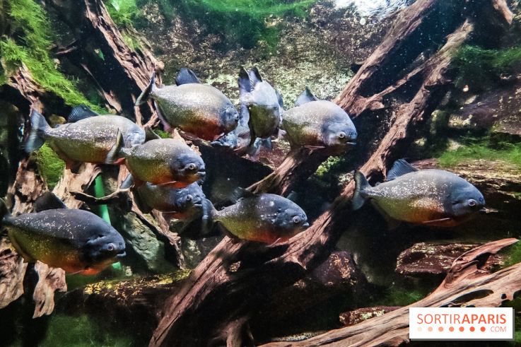 L'Aquarium de la Porte Dorée se renouvelle