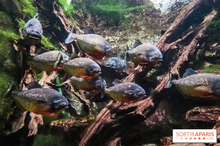 L'Aquarium de la Porte Dorée se renouvelle