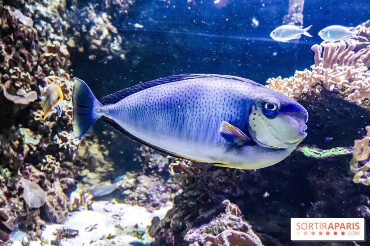 L'Aquarium de la Porte Dorée se renouvelle