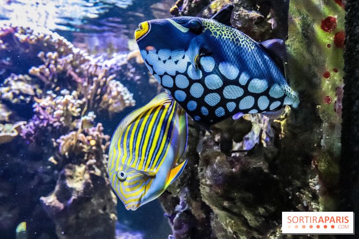 L'Aquarium de la Porte Dorée se renouvelle