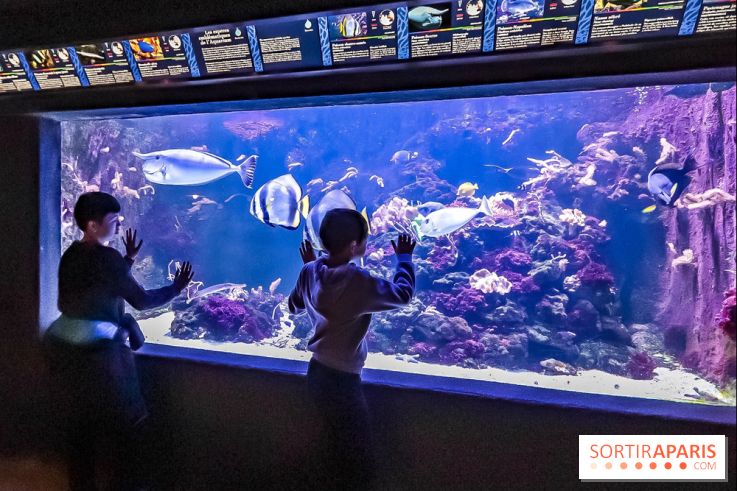 L'Aquarium de la Porte Dorée se renouvelle