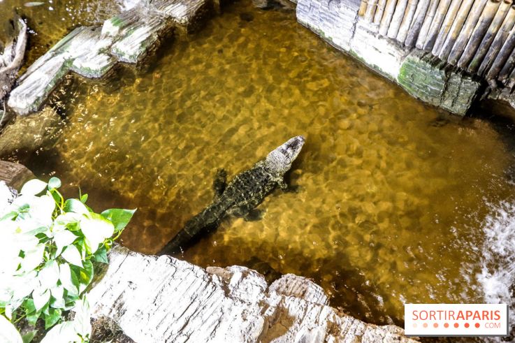 L'Aquarium de la Porte Dorée se renouvelle