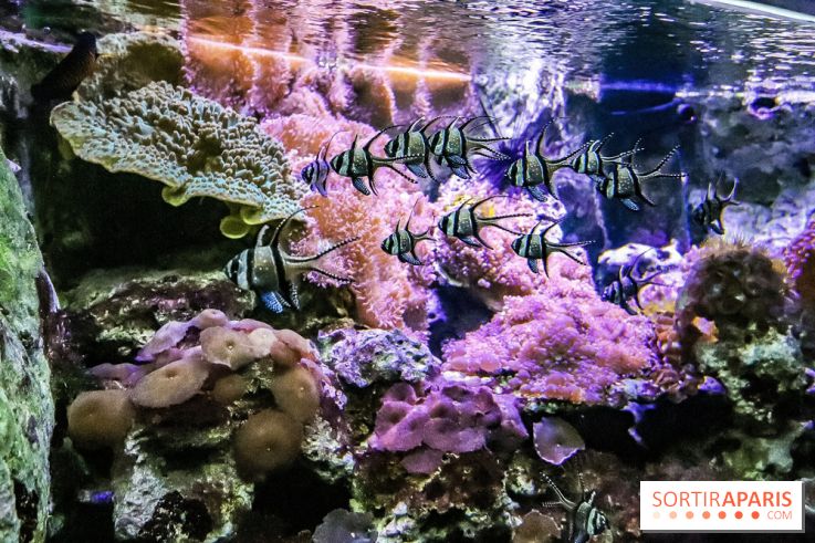 L'Aquarium de la Porte Dorée se renouvelle