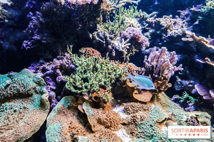 L'Aquarium de la Porte Dorée se renouvelle