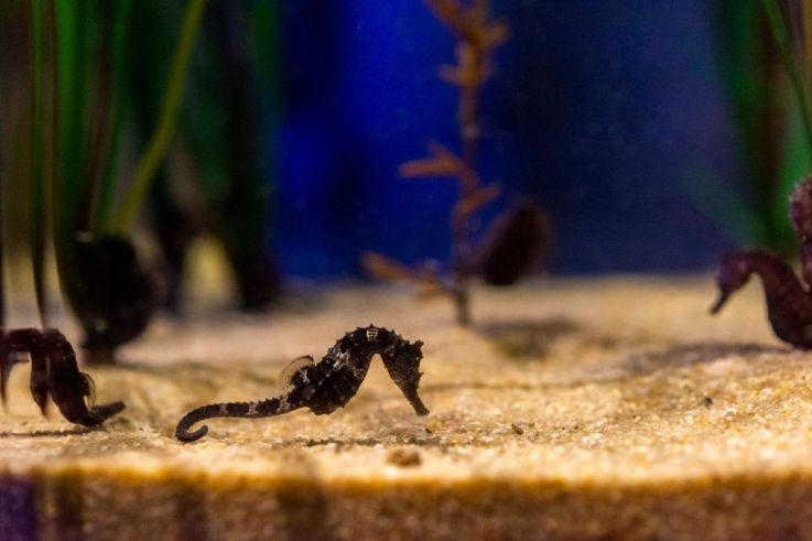Un hôtel des hippocampes à visiter en famille à l'aquarium Sea Life pendant les vacances de février