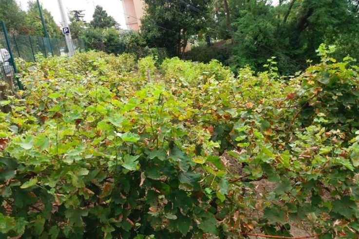 Les Journées du Patrimoine 2024 aux vignes de Bougival