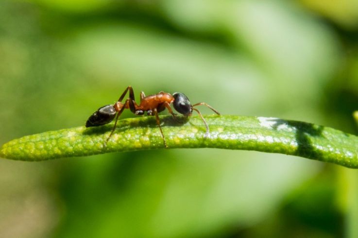 Flabfarm, le futur spot pour manger des insectes à Paris