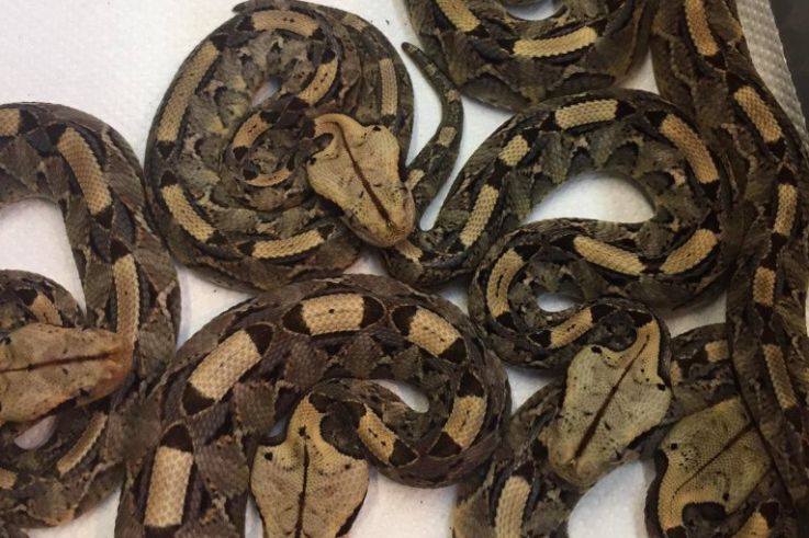 Naissance de 30 serpenteaux au Palais de la découverte