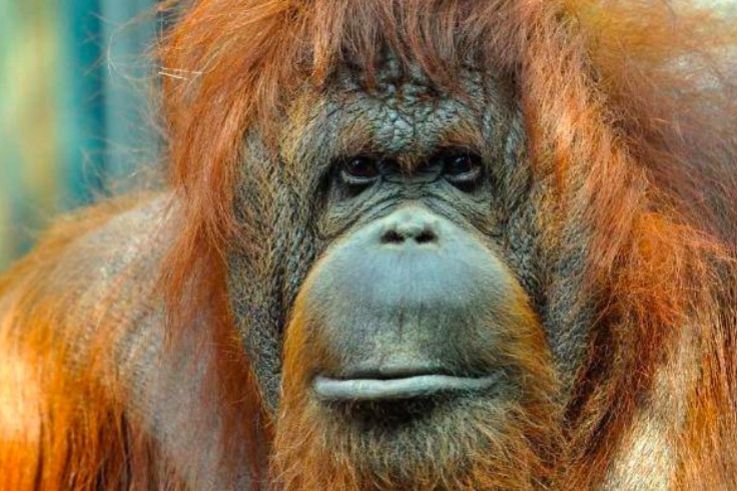 Journée d’anniversaire de l’orang-outan Nenette à la Ménagerie du Jardin des Plantes