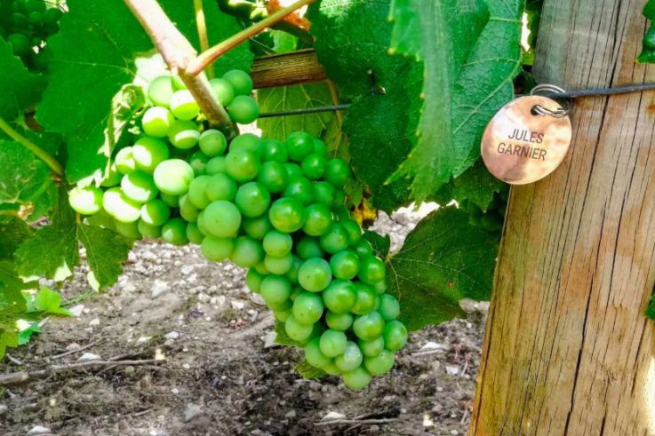 Pour la Fête des Pères 2019, adoptez des vignes et recevez un vin à votre nom