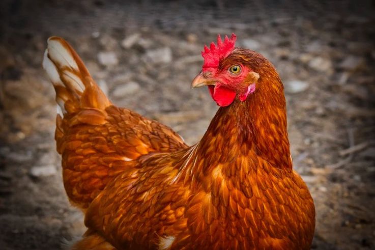 Le Coronavirus découvert sur du poulet brésilien, en Chine