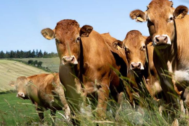 Grutto, épicerie en ligne de viandes responsables