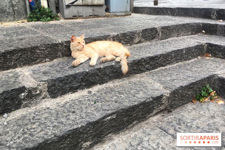 Plus de 7000 animaux en attente d'adoption, les refuges de la SPA saturés