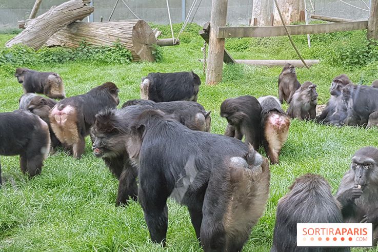 Zoo de Thoiry 2018 : les photos