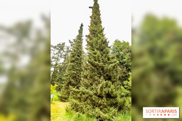 L'Arboretum de Versailles - Chevreloup