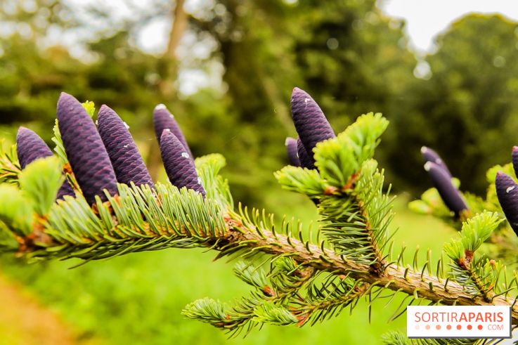 L'Arboretum de Versailles - Chevreloup