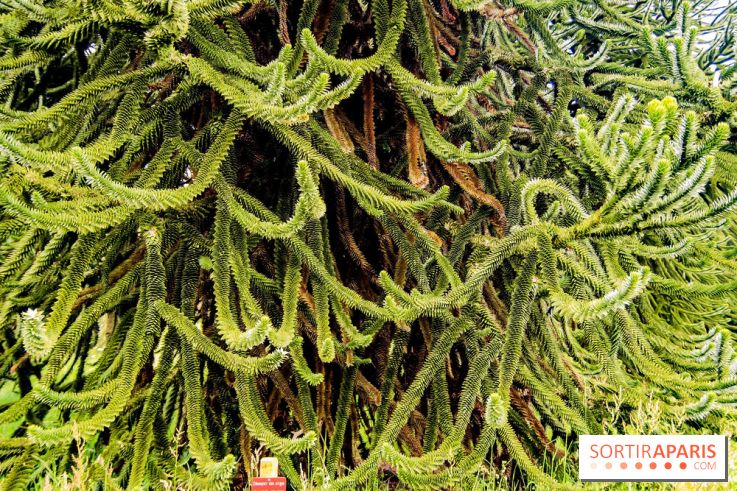 L'Arboretum de Versailles - Chevreloup