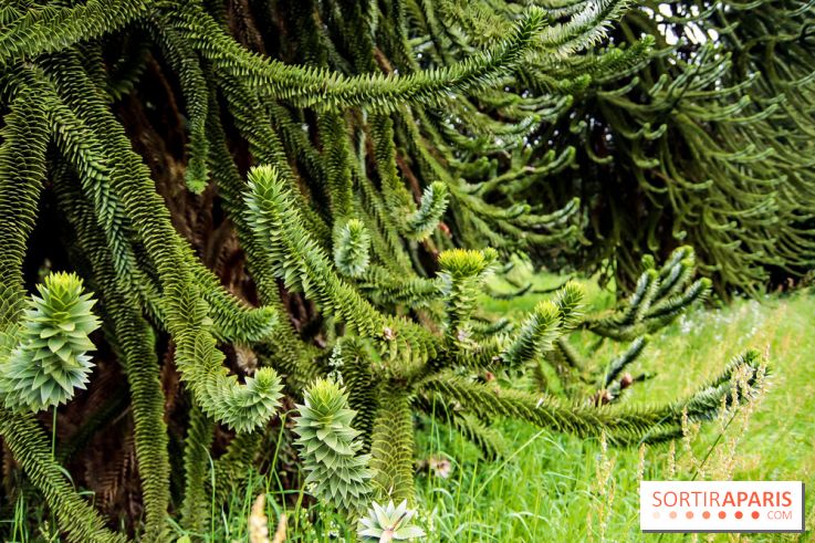 L'Arboretum de Versailles - Chevreloup