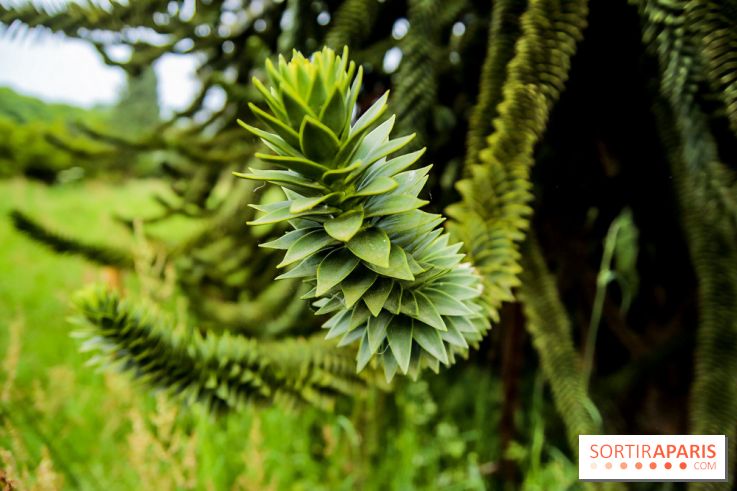 L'Arboretum de Versailles - Chevreloup