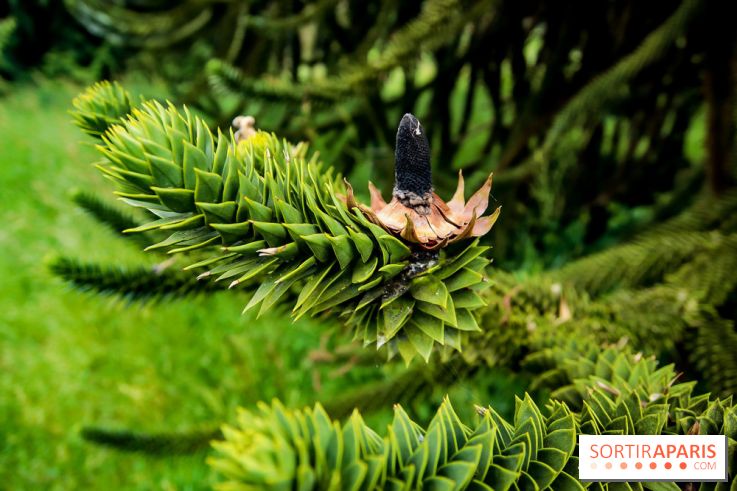 L'Arboretum de Versailles - Chevreloup