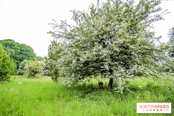 L'Arboretum de Versailles - Chevreloup