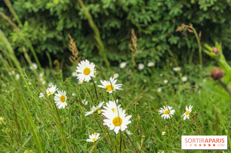 L'Arboretum de Versailles - Chevreloup