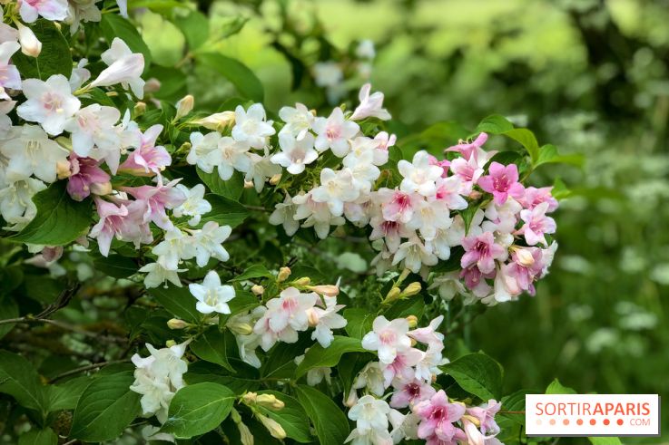 L'Arboretum de Versailles - Chevreloup