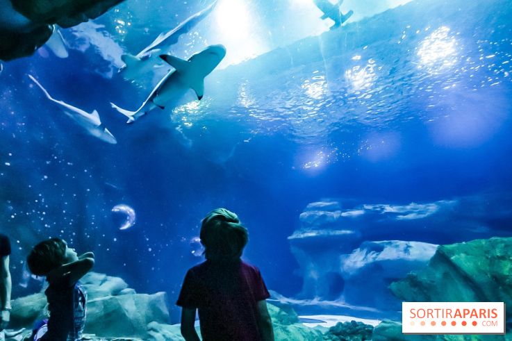 Loup préserve les océans à l'Aquarium de Paris, les photos