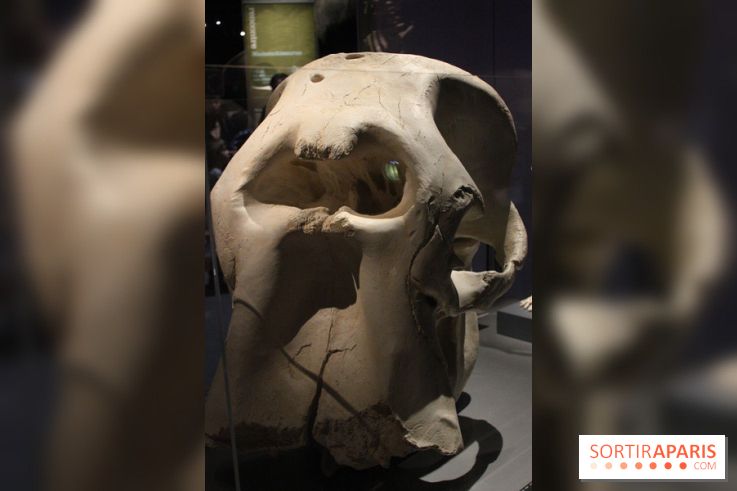 Dinosaure, la vie en grand au Muséum