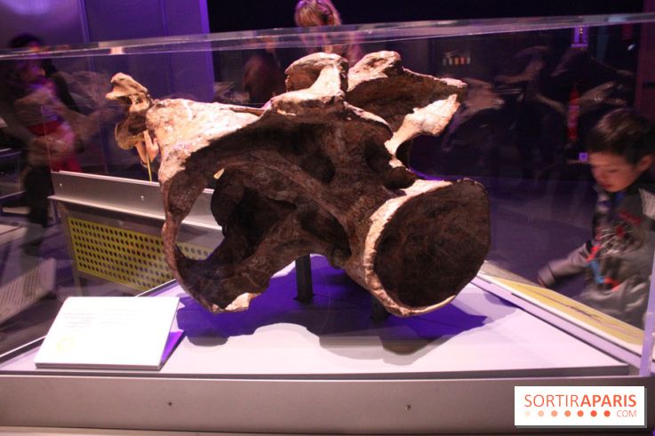 Dinosaure, la vie en grand au Muséum