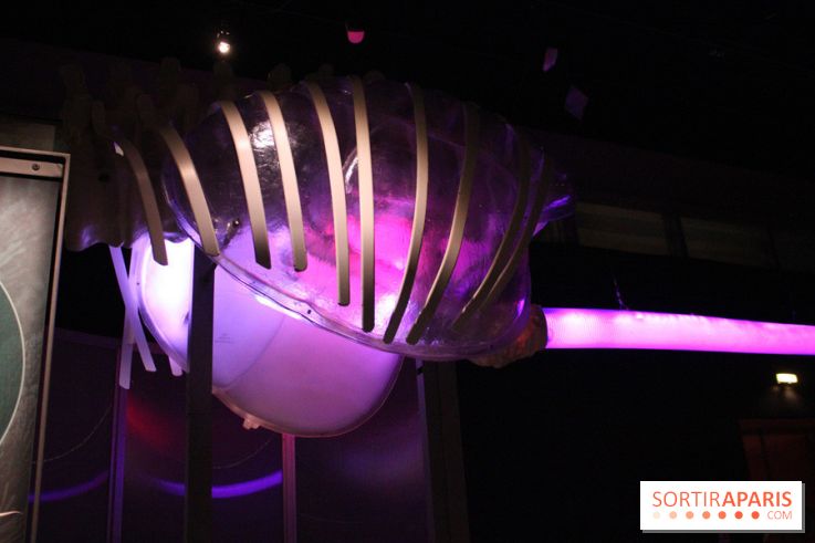 Dinosaure, la vie en grand au Muséum