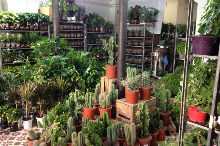 Grande Vente de Plantes dès 2€ !