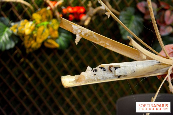 Baoli Bao, le temple du Bao Burger