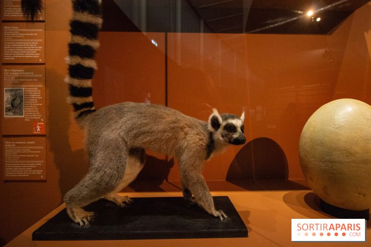 Exposition Madagascar au musée du Quai Branly 