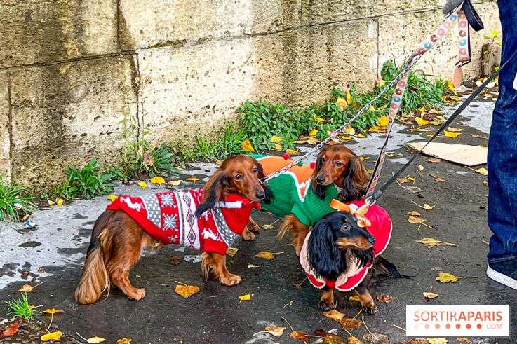 Paris Sausage Walk 2023 : la marche des teckels de retour dans la capitale, pour la bonne cause !