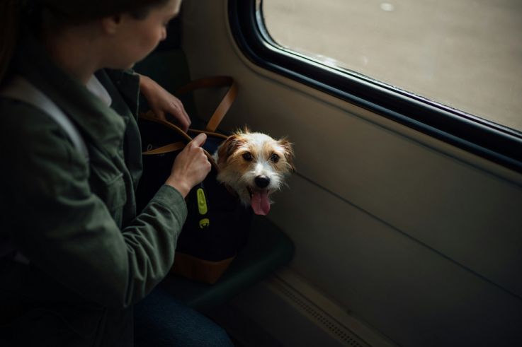 Animaux dans le RER ou le Métro : quelles sont les règles ?