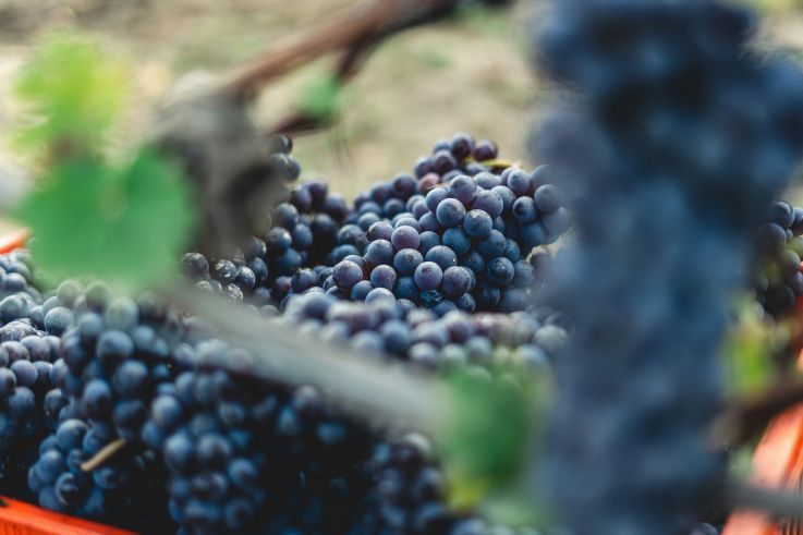 Fête des Vendanges à Rueil Malmaison