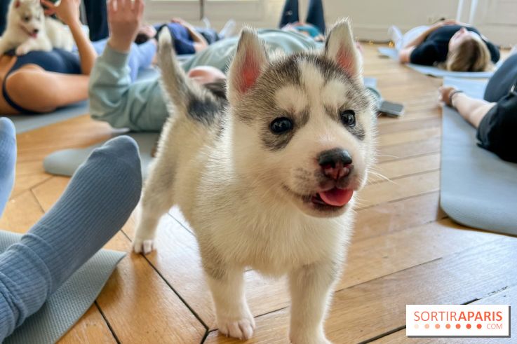 Puppy Yoga Paris, des séances de yoga tout en câlins avec d'adorables chiots - Prochaines dates